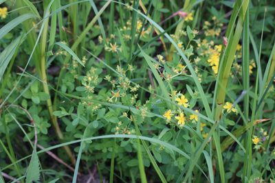 Hypericum ellipticum, photographed by Henry "Nick" Robertson