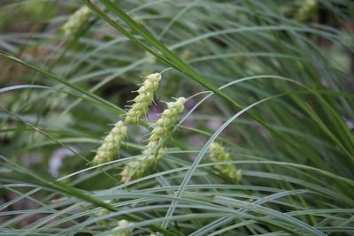 Carex tuckermanii, photographed by Henry "Nick" Robertson