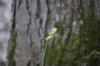 Carex cristatella, photographed by Henry "Nick" Robertson