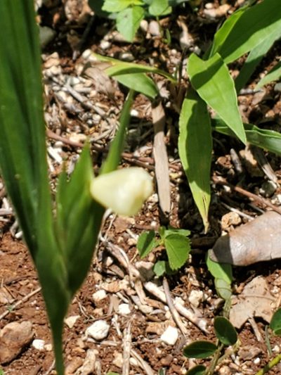 Cipura campanulata, photographed by Trevor Harding