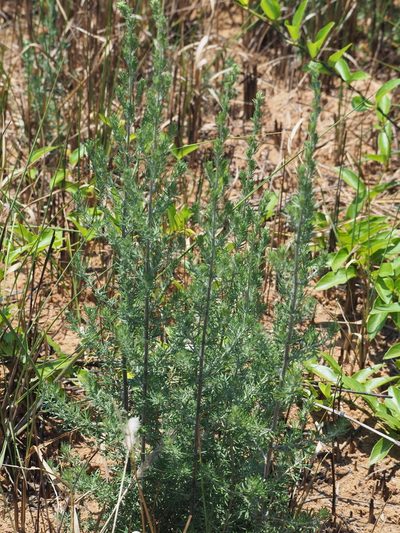 Artemisia lancea, photographed by 葉子