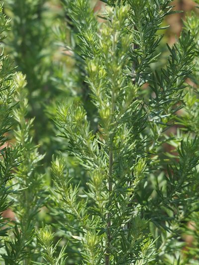 Artemisia lancea, photographed by 葉子