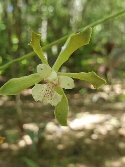 Encyclia belizensis, photographed by Trevor Harding