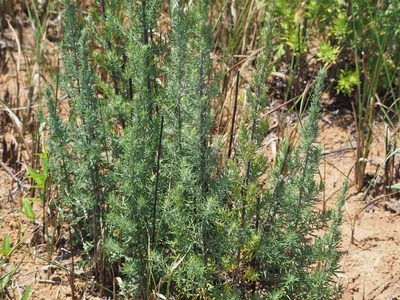 Artemisia lancea, photographed by 葉子