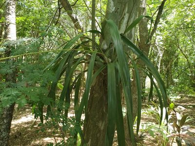 Encyclia belizensis, photographed by Trevor Harding