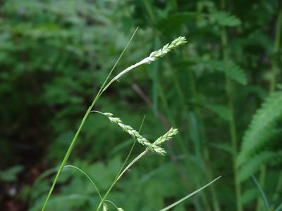 Carex gracillima, photographed by Reuven Martin