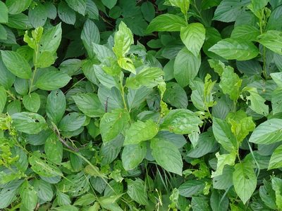 Rhamnus alnifolia, photographed by Reuven Martin