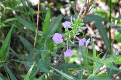 Phlox maculata, photographed by Ben Meredyk