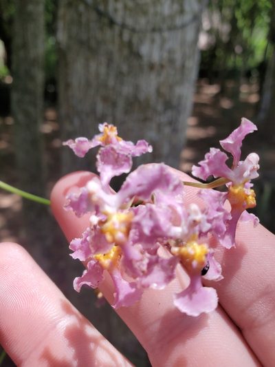 Trichocentrum andrewsiae, photographed by Trevor Harding