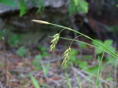 Carex castanea, photographed by Reuven Martin