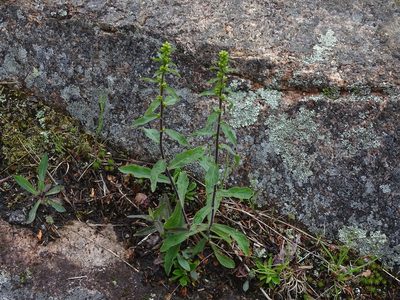 Solidago hispida, photographed by Reuven Martin