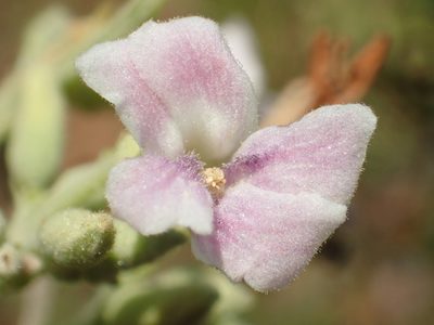 Helicteres angustifolia, photographed by 葉子