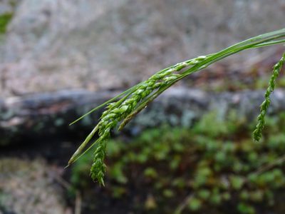 Carex arctata, photographed by Reuven Martin