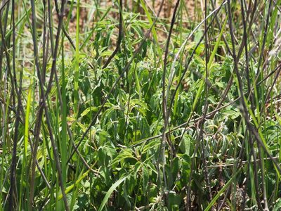 Eupatorium formosanum, photographed by 葉子