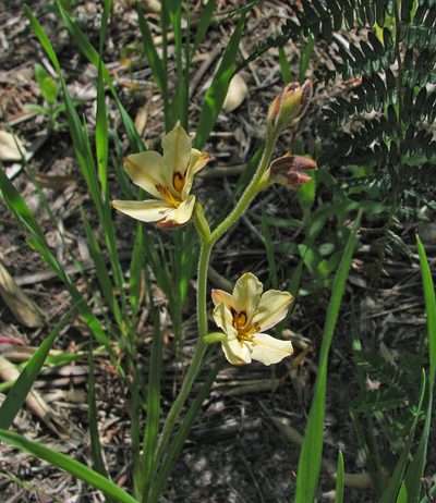 Wachendorfia brachyandra, photographed by Todd Boland