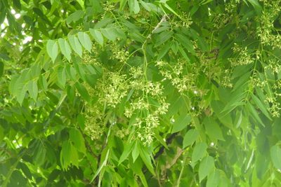 Cedrela odorata, photographed by Sebastián de Jesús Herrera Buenfil