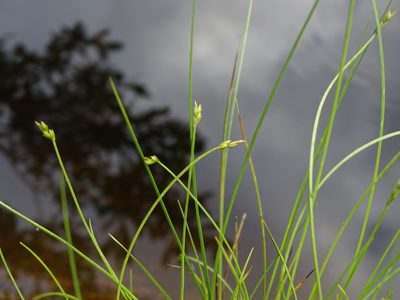 Carex leptalea, photographed by Reuven Martin