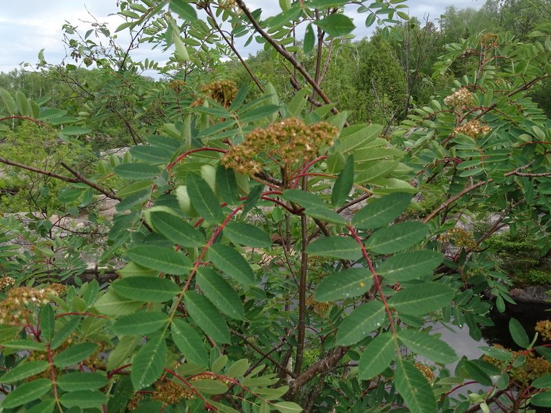 Sorbus decora, photographed by Reuven Martin