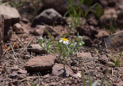 Eriophyllum lanosum, photographed by Mike Duran