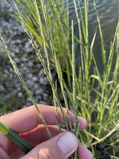 Setaria geminata, photographed by Luke Padon