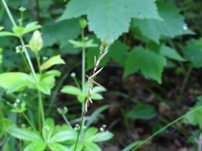 Oryzopsis asperifolia, photographed by Reuven Martin