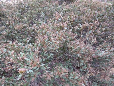 Quercus vacciniifolia, photographed by Garth Harwood