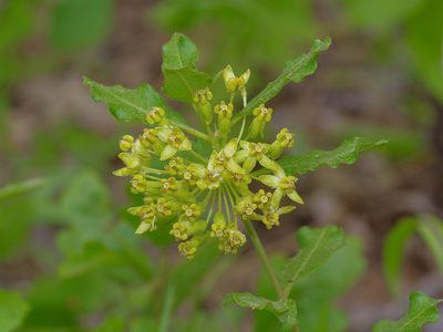 Asclepias tonkawae, photographed by Michelle W. （鍾偉瑋）