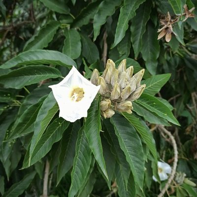 Ipomoea murucoides, photographed by Juan Carlos Fonseca Mata