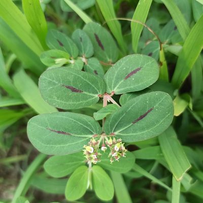 Euphorbia berteroana, photographed by Juan Carlos Fonseca Mata