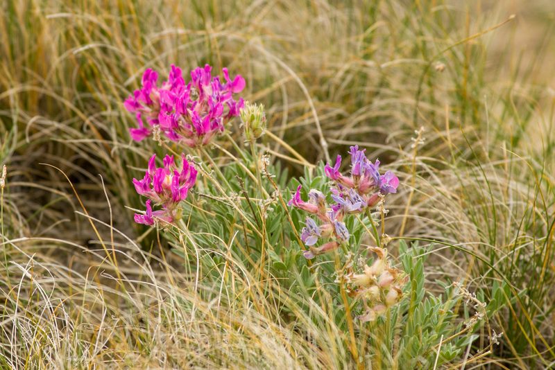 Oxytropis besseyi, photographed by Kathlin Simpkins