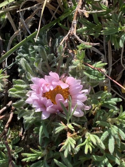 Townsendia condensata, photographed by Spencer Quayle