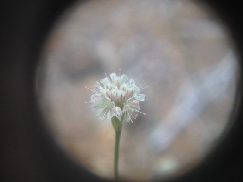 Eriogonum molestum, photographed by Jon Sullivan
