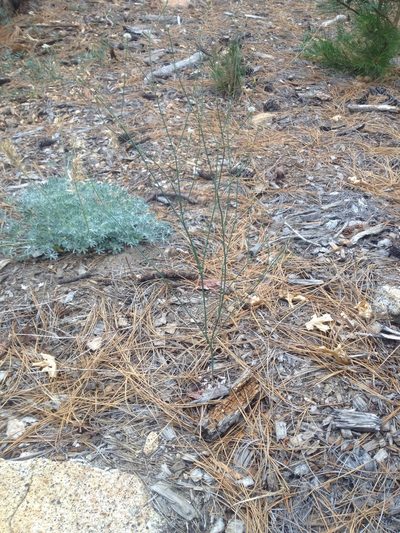 Eriogonum molestum, photographed by Jon Sullivan