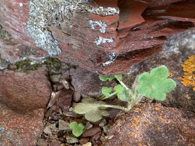 Saxifraga cernua, photographed by Spencer Quayle