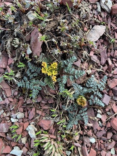 Lomatium sandbergii, photographed by Spencer Quayle