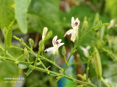 Andrographis paniculata, photographed by Ong Jyh Seng