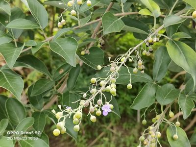 Vitex trifolia, photographed by Ong Jyh Seng