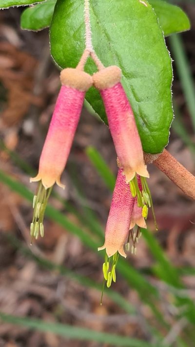 Correa lawrenceana, photographed by Vale Jenny Conolly