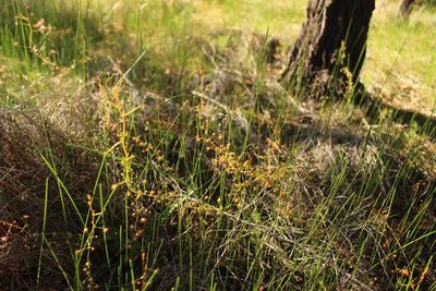 Drosera macrantha, photographed by Em Lamond