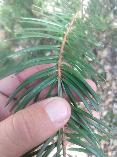 Abies bracteata, photographed by rockybajada
