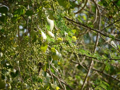 Salvadora persica, photographed by Dinesh Valke