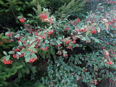 Cotoneaster glaucophyllus, photographed by naturewatchwidow