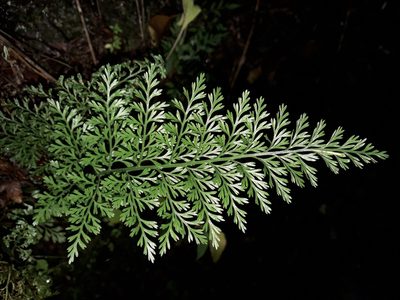 Asplenium richardii, photographed by naturewatchwidow
