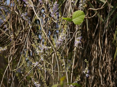Pueraria tuberosa, photographed by Dinesh Valke