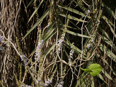 Pueraria tuberosa, photographed by Dinesh Valke
