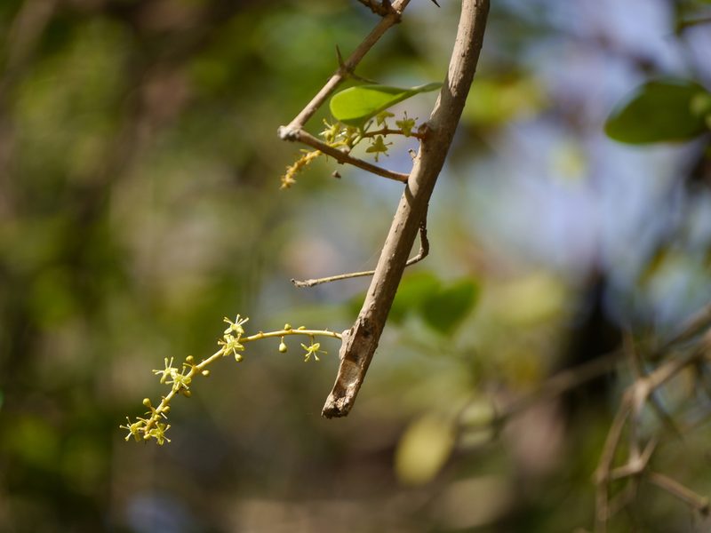 Tinospora cordifolia, photographed by Dinesh Valke