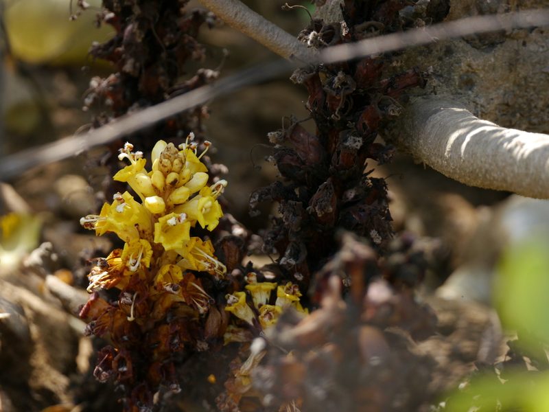 Cistanche tubulosa, photographed by Dinesh Valke