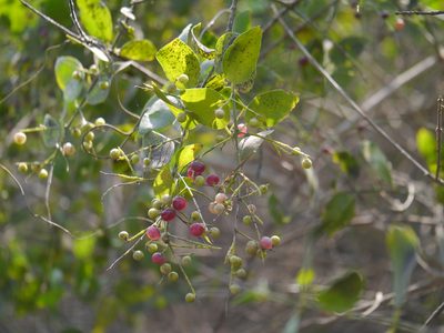 Salvadora persica, photographed by Dinesh Valke