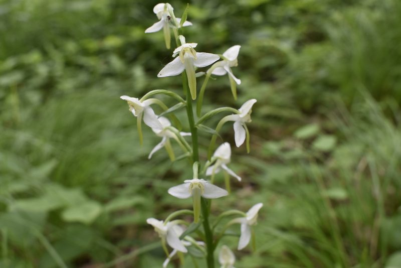 Platanthera densa, photographed by Repina Tatyana