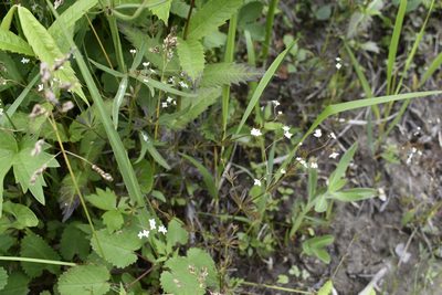 Galium dahuricum, photographed by Repina Tatyana